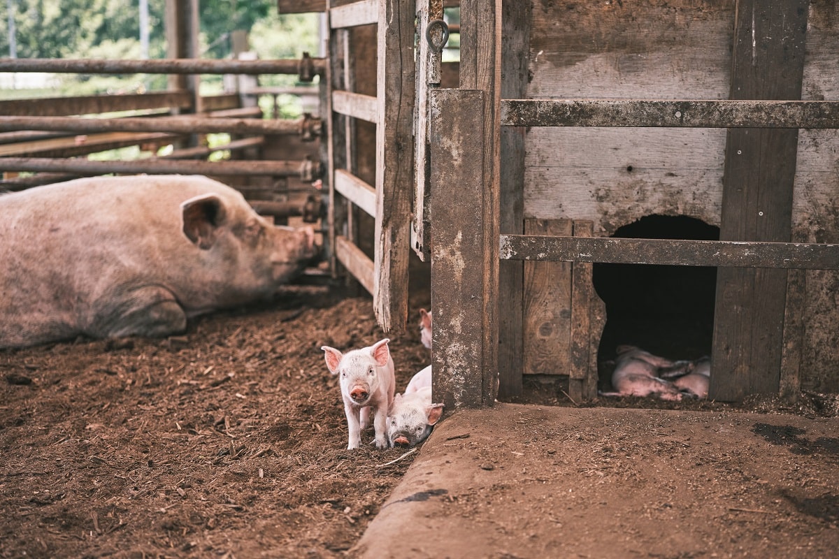 豚本来のおだやかな性格のままいられるように。ゆっくりのびのび育てていく畑