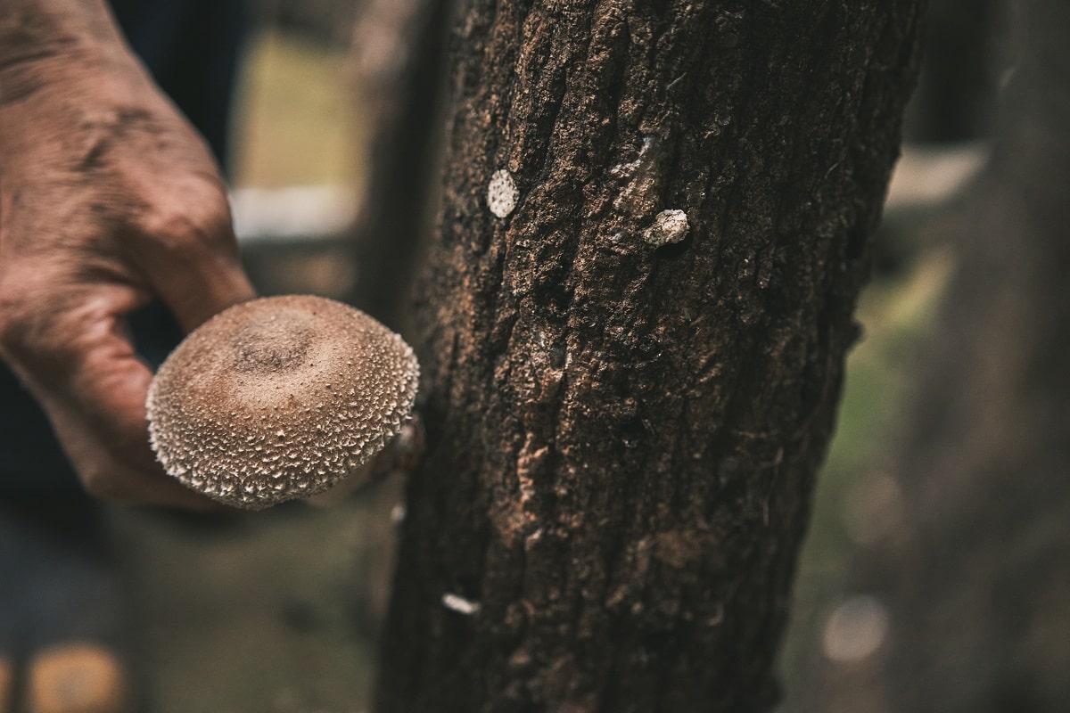 失われつつある栽培方法による自然の循環の中で生きる椎茸