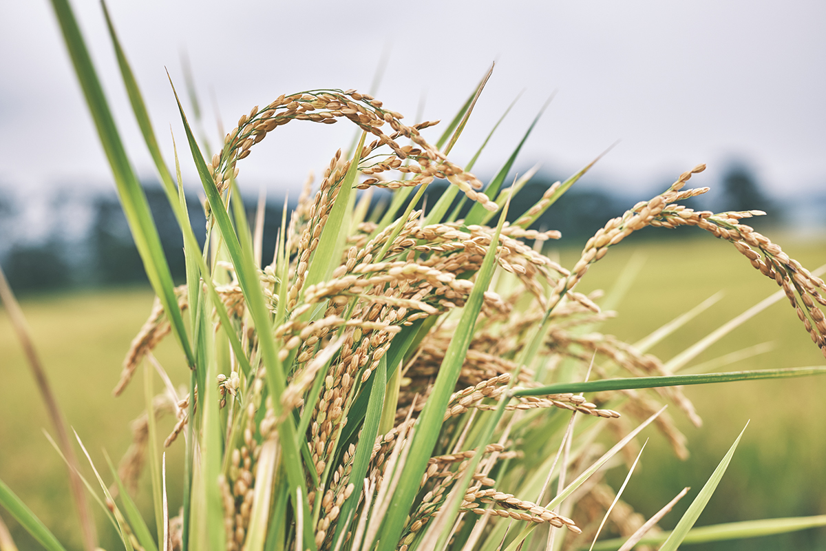 農薬や化学肥料を使わずにつくられる「お米の王様」