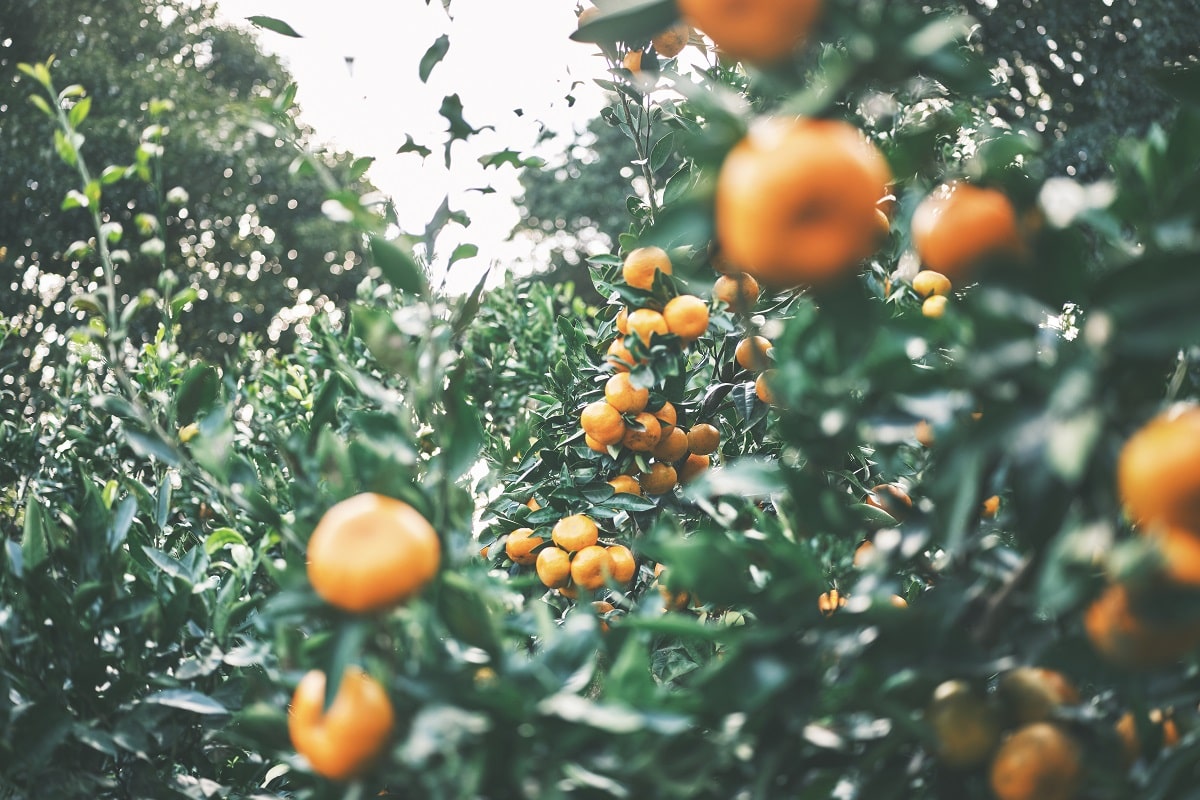 食することを学び、生きることを喜ぶ農園