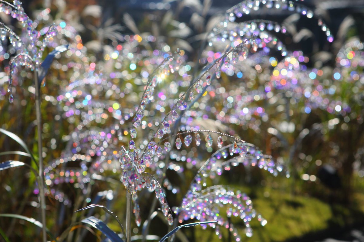 クリスタル・ガラスのススキ