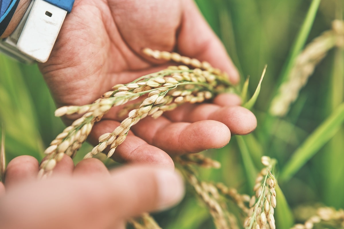 田んぼで稲刈り体験