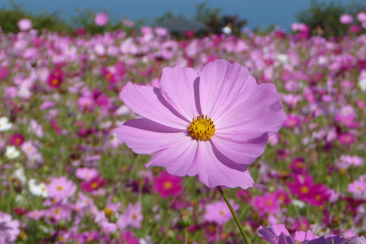 早川一夜城きらめきミニガーデンのコスモス