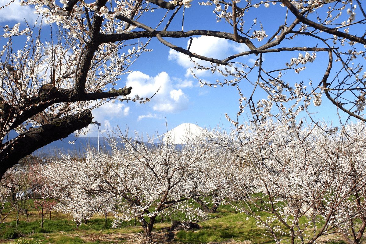 小田原周辺 梅 特集