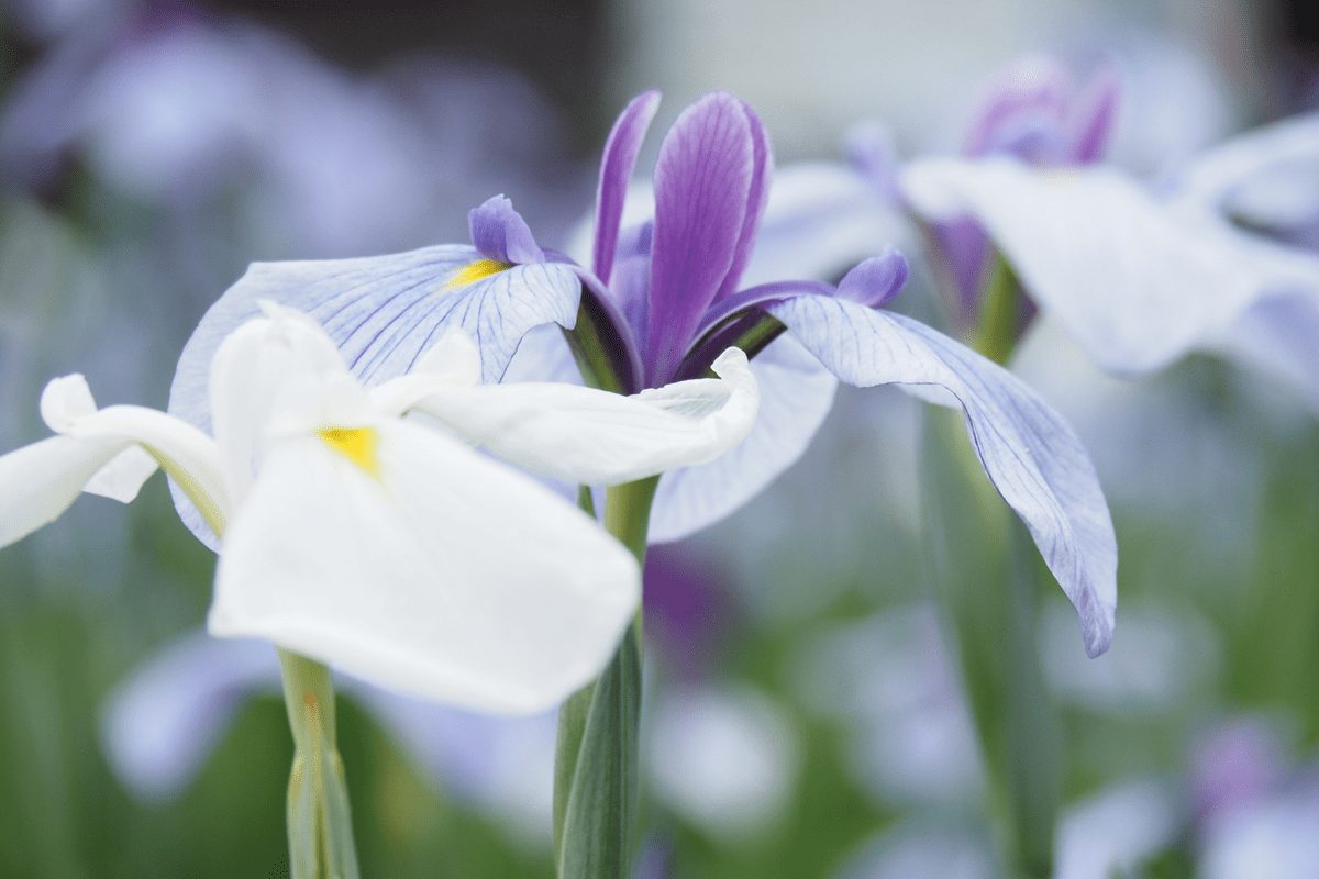 小田原城あじさい花菖蒲まつり