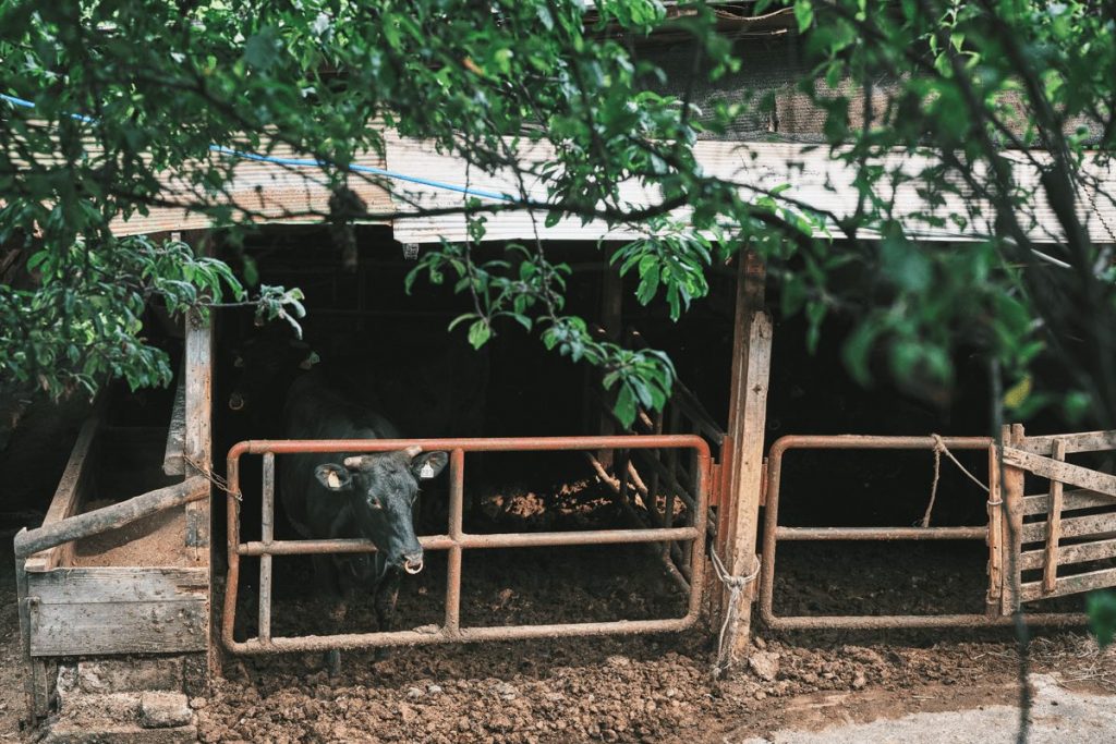 地元の酒粕やビール粕、オリーブ粕で健やかに育つ「相州牛・相州和牛」