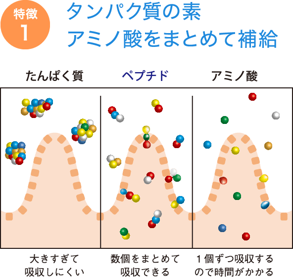 タンパク質の素 アミノ酸をまとめて補給